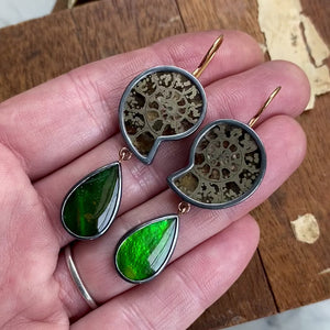 Ammonite and Ammolite Earrings