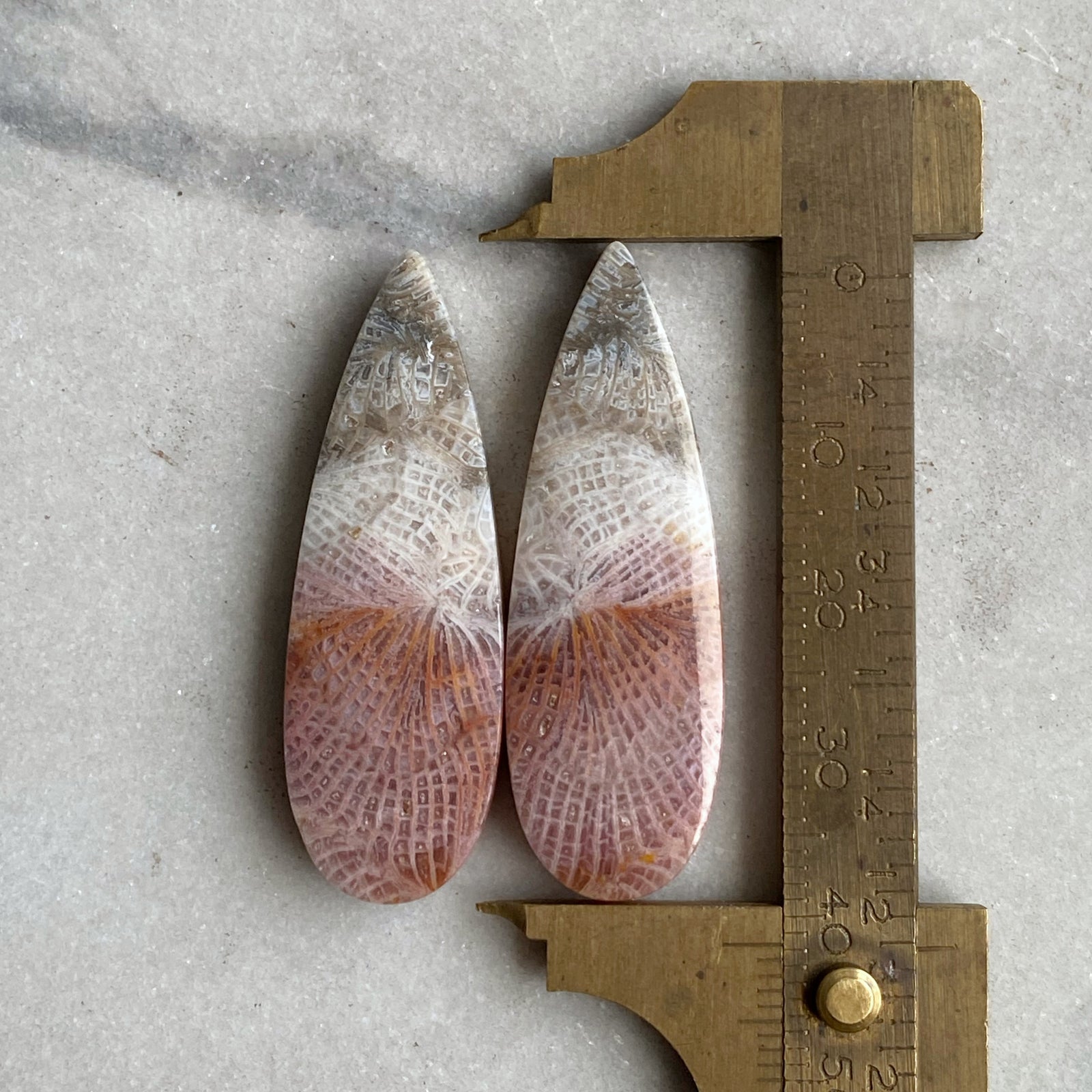 Fossilized Coral Pair